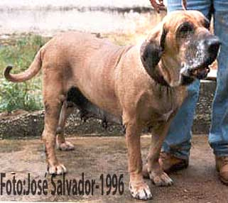 ELBA DO ENGENHO VELHO