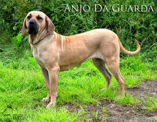 Clarissa de Anjo da Guarda