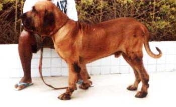 LEAO III DO IBITURUNA