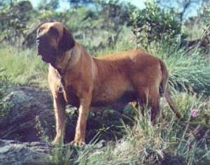 ARETA DO CARAMONA
