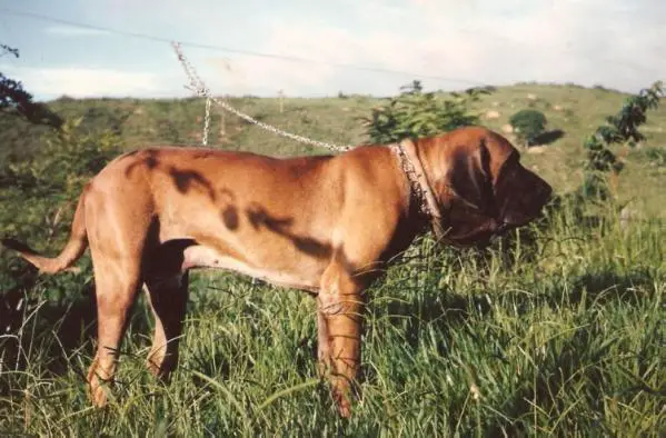 Poguacu do Caramona