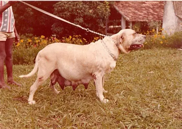 CATALA DE JIRUA