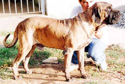 Briston II do ibituruna