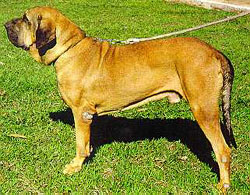Vulcao do Amparo
