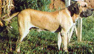 ADROS DO VALE DE BRAGUANÇA