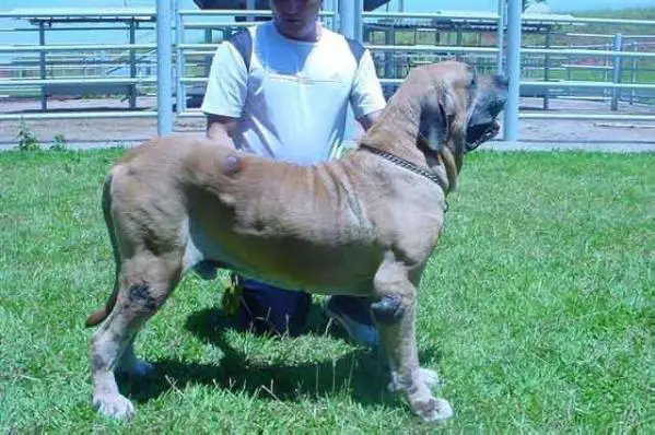 ZEUS DO QUILOA
