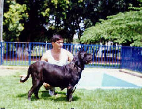 DUQUESA DO BAICUARA