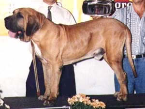TAURO DO CARAMONA
