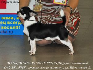 Magic Minidog Shooting Star