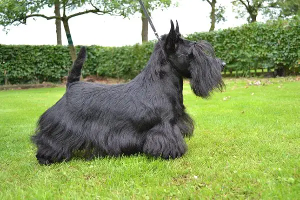 From Dash Mountain Farm`s Dutch Diva