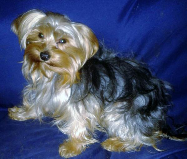 tiny tucker little tet tet
