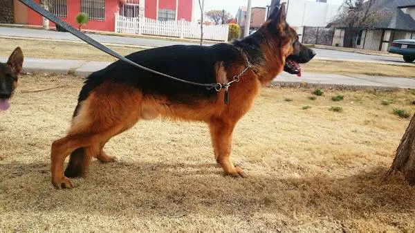 Argo Von Arruba