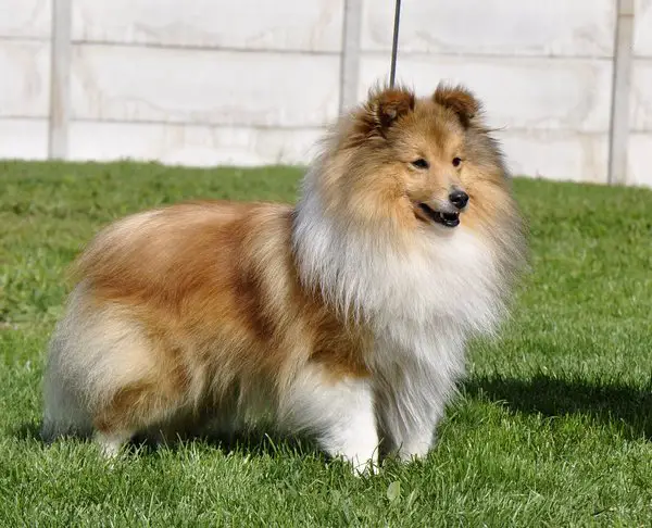 Degallo shelties shop