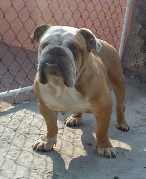 Cereza (Perez) mex. fci