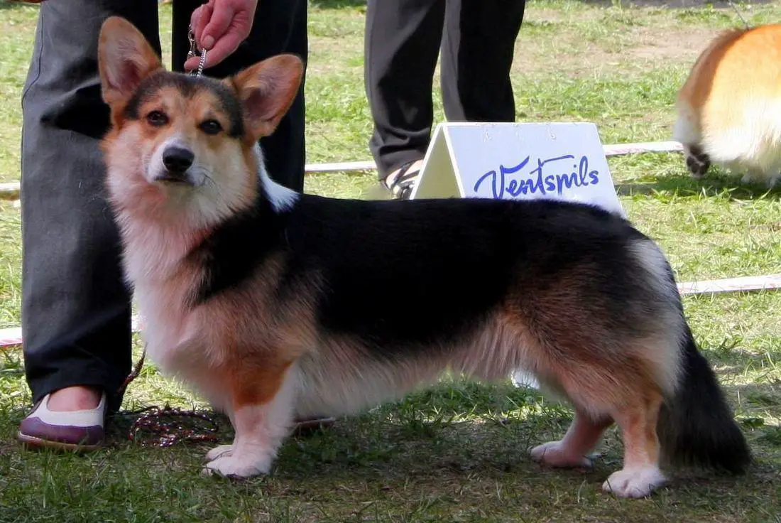 Corgilandia Hullabaloo
