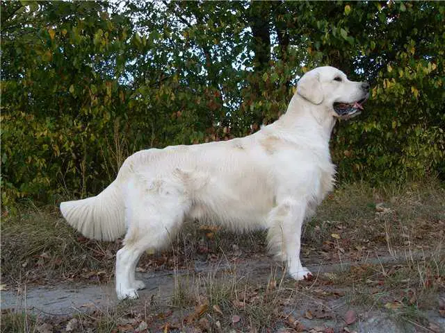 Yurdek