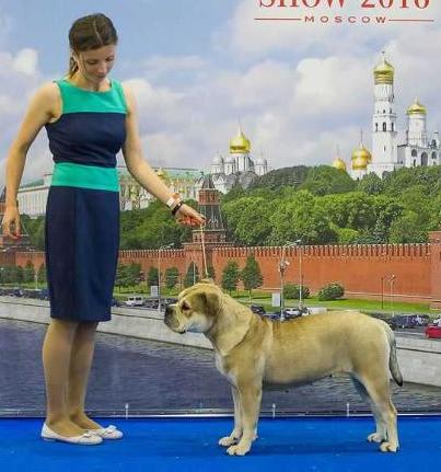 Ideal Dogs GIV Emperatriz Sophy