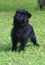 Bam Bam von der Villa Blittara