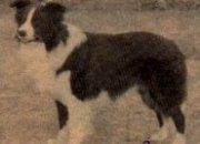 Gotrah Noble Roger