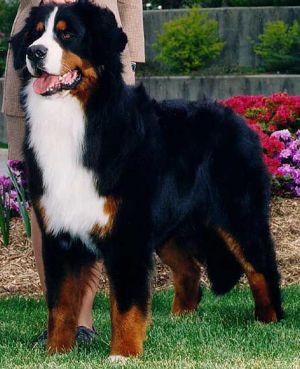 Ledgewoods HeartBreaker