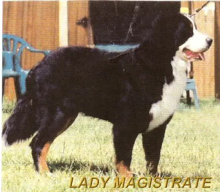 Swiss Stars Lady Magistrate