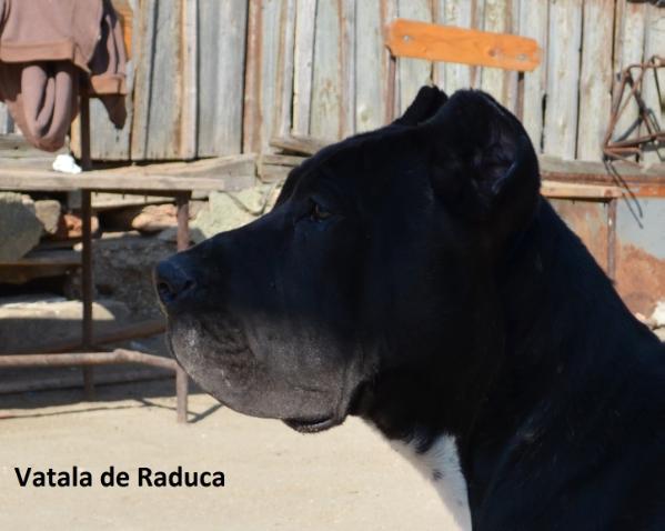Vatala de Raduca