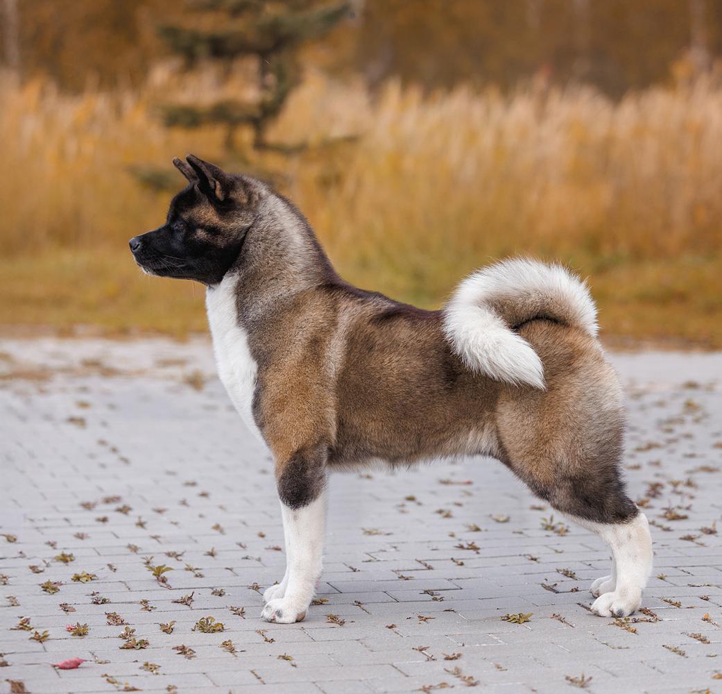 Beautiful Miracle Chara