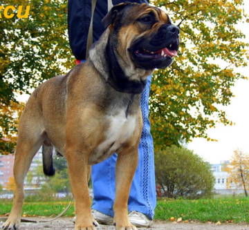 Rus Kauri Chicago Blues Diksi