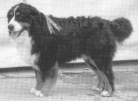 Wacho von Tonisbach