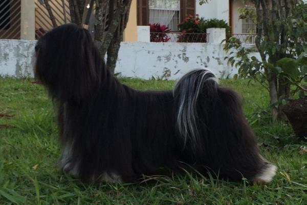 RMoretto Cane Ebony N' Ivory