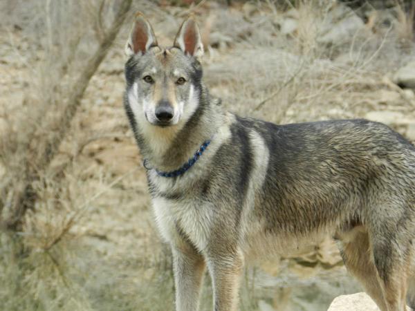 Caos la Llamada del Lobo