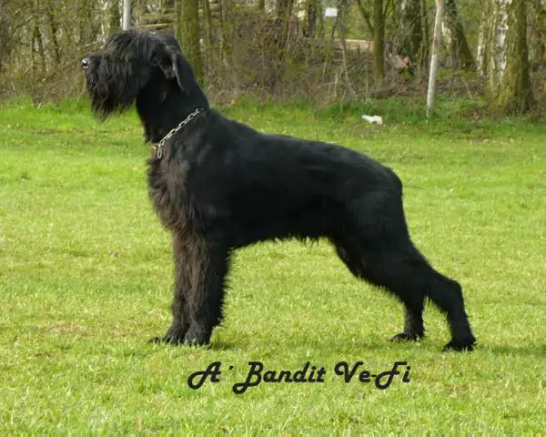 A´Bandit Ve-Fi