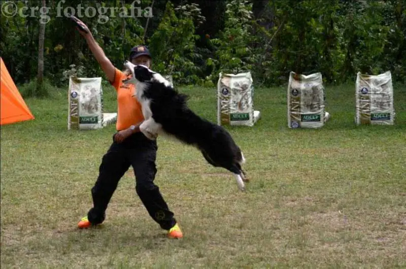 Puppy World Aquiles