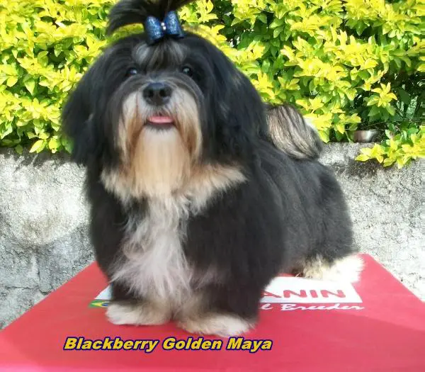 Blackberry Golden Maya