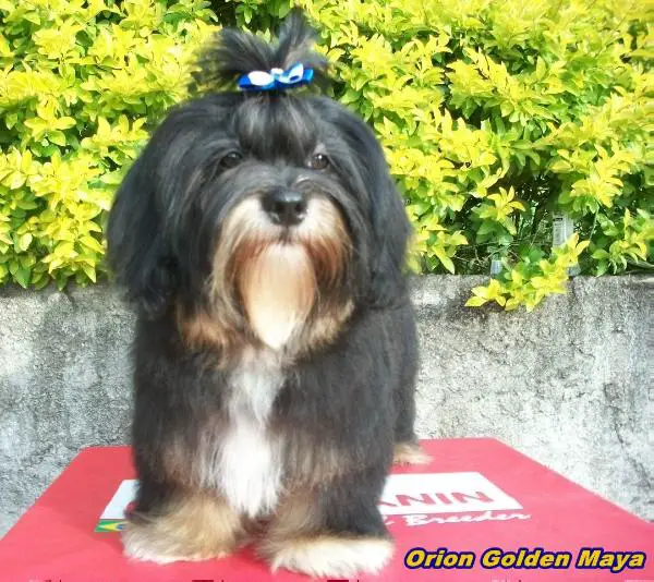 Orion Golden Maya