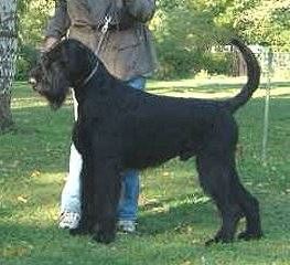 Champ von der Jasmin