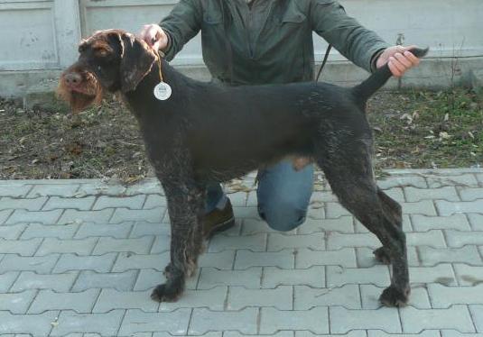 DUX VOM JAGDBOL