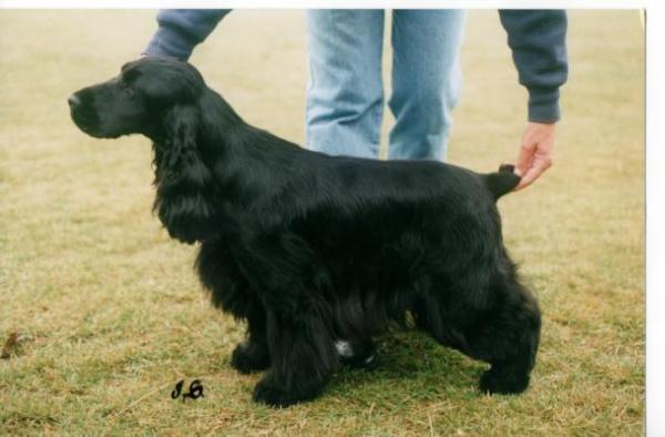 Canigou Patent Applied For