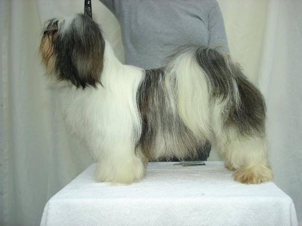 Love Story by Cuccioli Kennel