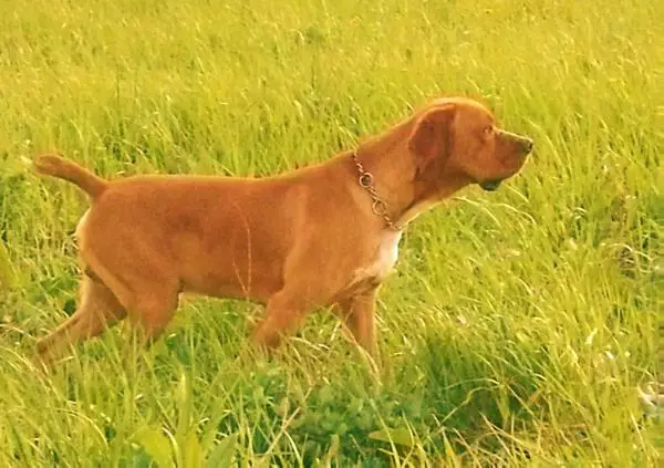 Tody do Mimo de Cão