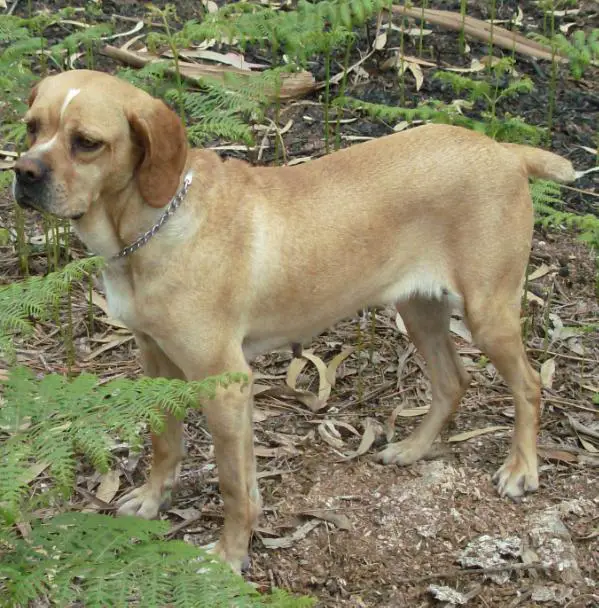 Miuda de São Romão