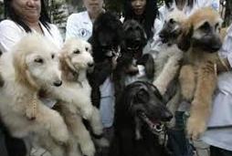 Gang (South Korea)