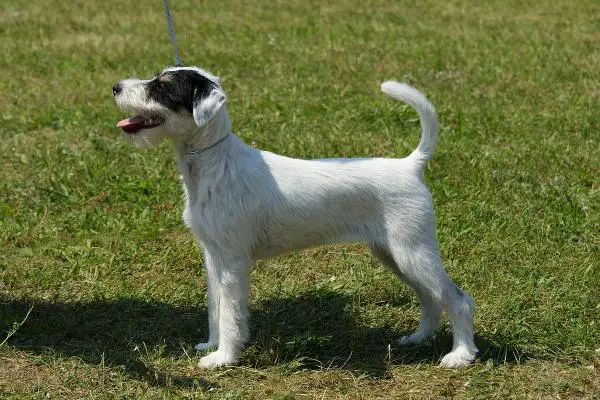SIMBA EQUUS Mysia Zagłada FCI