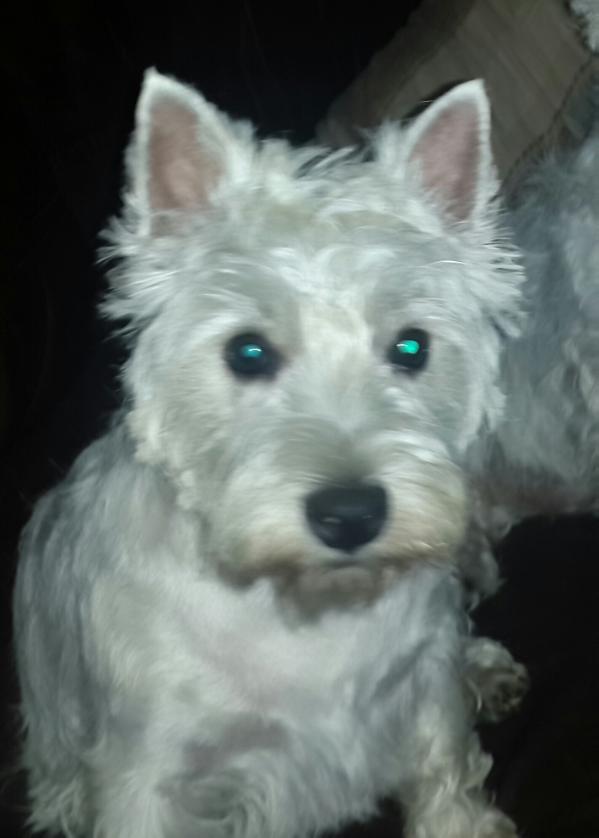 Westie Universe Dies Diem Docet-Nika