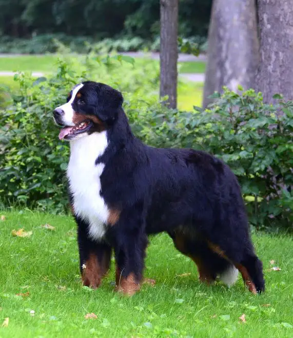Adesa bernese deals mountain dogs