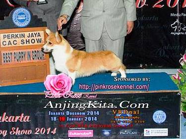 27+ Anjing pembroke welsh corgi info