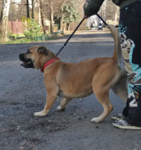 Hekate's Sacred Dogs New Style