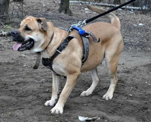 Hekate's Sacred Dogs Real Pepper