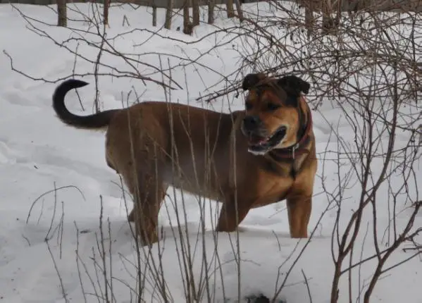 Hekate's Sacred Dogs Not-At-All