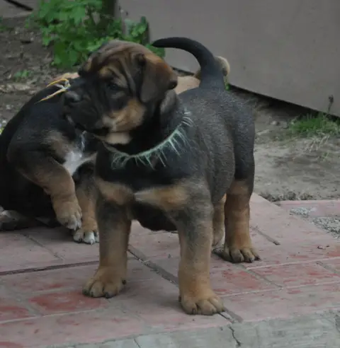 Hekate's Sacred Dogs Chupakabra
